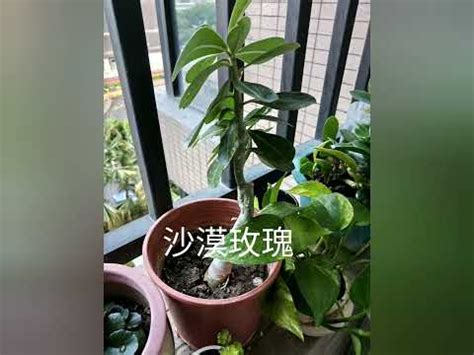 適合西曬的植物|《西曬陽台大型植物指南：打造室內綠洲的完美選擇》